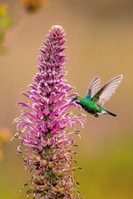 Carregar imagem no visualizador da galeria, Lobelia & Chionomesa