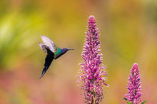 Carregar imagem no visualizador da galeria, Lobelia & Eupetomena