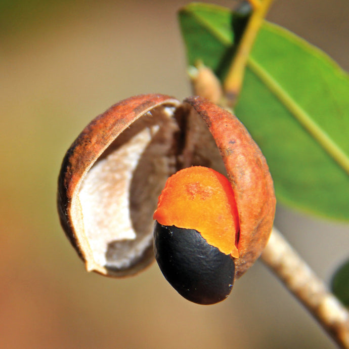 Sementes e mudas nativas