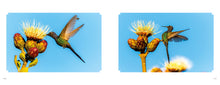 Carregar imagem no visualizador da galeria, CERRADO EM CORES - Flores Atrativas para Beija-flores + Brindes