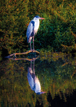 Carregar imagem no visualizador da galeria, Garça-moura