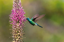 Carregar imagem no visualizador da galeria, Lobelia &amp; Colibri