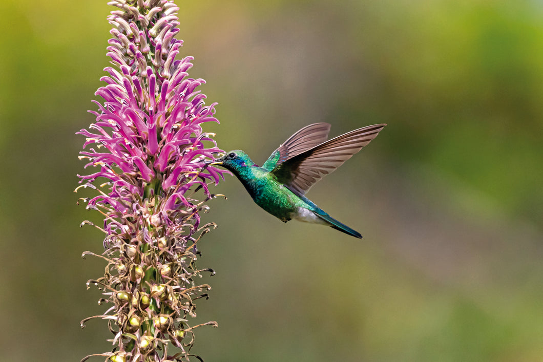 Lobelia & Colibri