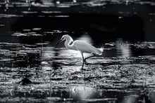 Carregar imagem no visualizador da galeria, Garça-branca-pequena