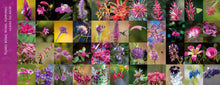 Carregar imagem no visualizador da galeria, Flores e Beija-flores do Cerrado - Coleção completa