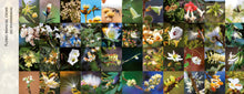 Carregar imagem no visualizador da galeria, Flores e Beija-flores do Cerrado - Coleção completa