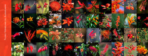 Flores e Beija-flores do Cerrado - Coleção completa