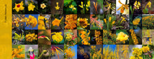 Carregar imagem no visualizador da galeria, Flores e Beija-flores do Cerrado - Coleção completa