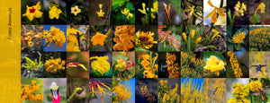 Flores e Beija-flores do Cerrado - Coleção completa