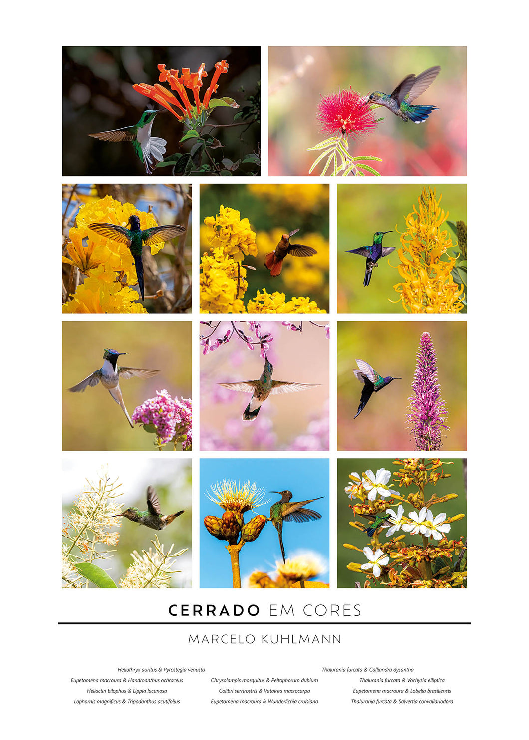 Pôster Cerrado em Cores