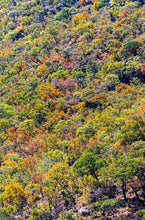 Carregar imagem no visualizador da galeria, Inverno no Cerrado I