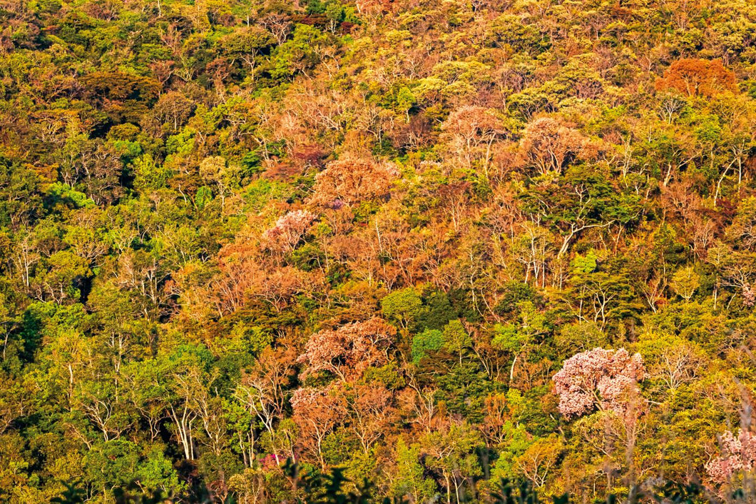 Inverno no Cerrado IV