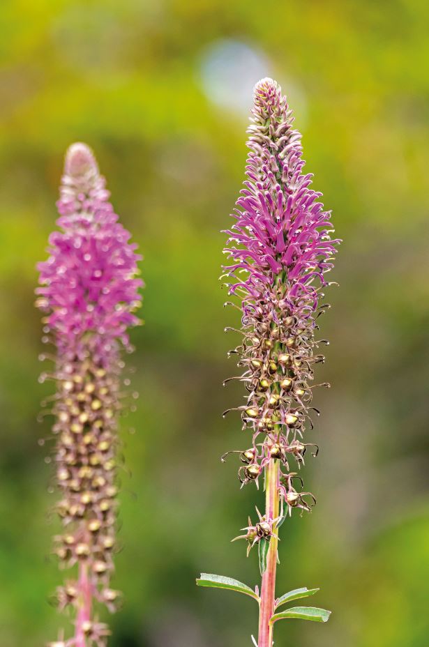 Lobelia brasiliensis