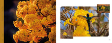 Carregar imagem no visualizador da galeria, CERRADO EM CORES - Flores Atrativas para Beija-flores + Brindes