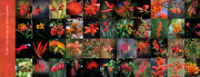 Carregar imagem no visualizador da galeria, CERRADO EM CORES - Flores Atrativas para Beija-flores + Brindes