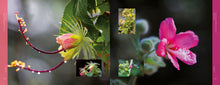 Carregar imagem no visualizador da galeria, CERRADO EM CORES - Flores Atrativas para Beija-flores + Brindes